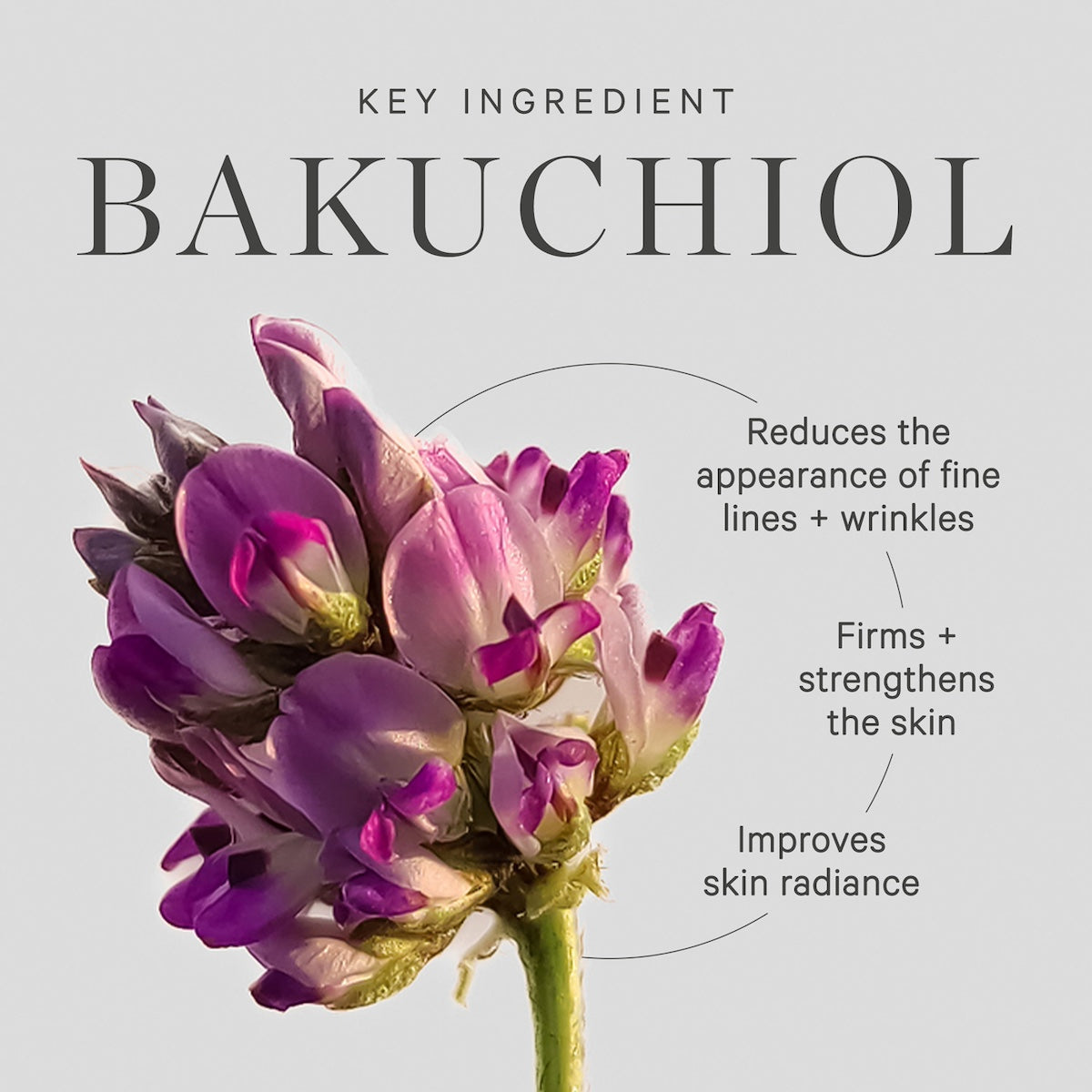 Buy Bakuchiol Moisturizer